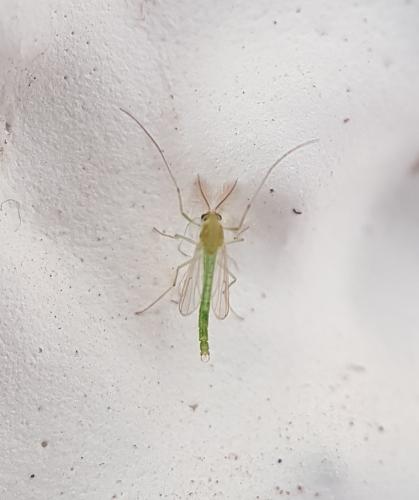 Réf. 213 364 : Dicrotendipes sp.